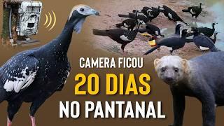 Quais AVES VISITAM UM AÇUDE NO PANTANAL? Registros de 20 dias de CAMERA TRAP!