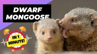 Dwarf Mongoose  Pocket-Sized Badasses! | 1 Minute Animals