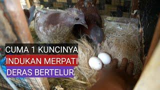  ternak merpati indukan deras bertelur kuncinya cuma 1