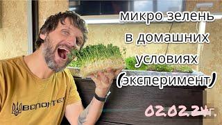 МИКРО ЗЕЛЕНЬ ДОМА, ЭКСПЕРИМЕНТ. Выращивание микро зелени в домашних условиях. Бизнес на микро зелени