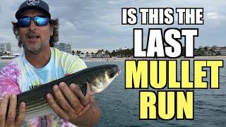 Mullet Run Tarpon Fishing With Captain Jeff The Lunkerdog