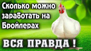 Сколько можно заработать на Бройлерах!!! По простому в двух словах!!!