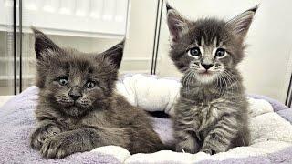 Maine Coon Kittens Play and Fight!