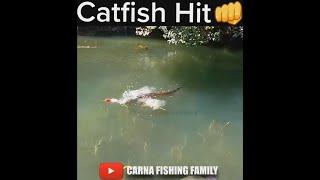 Catfish Hit the Whopper Plopper  #fishing #whopperplopper #silure #shorts