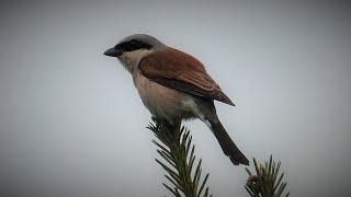 Ťuhýk obecný (Lanius collurio) Red-backed shrike, Neuntöter, Обыкновенный жулан, Gąsiorek