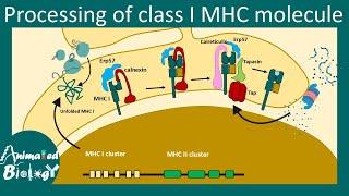 Class I MHC processing | Major histocompatibility complex I | MHC I vs MHC II processing.