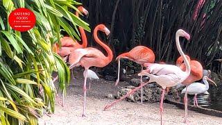 FOODIES CONNECTING WITH NATURE AT FLAMINGO GARDENS NEAR FORT LAUDERDALE, FLORIDA, USA