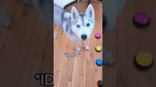 Husky Uses Her Talking Buttons to Say My "Name"!