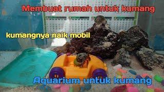 kumang || membuat rumah kumang di dalam akuarium