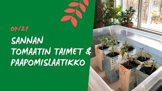 TOMAATTIEN ISTUTUS ISOMPIIN RUUKKUIHIN - naapurin Sannan taimet ovat lähteneet hienosti alkuun .