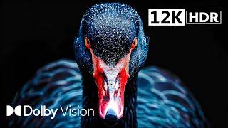 The Next Level of 12K DOLBY VISION™ HDR | OLED TEST DEMO [120FPS]