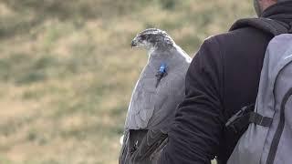 Goshawk hunting Quail