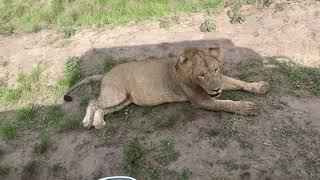 Meet the African Lion relaxing in the savannah#lions #wildlife #africanwildanimals