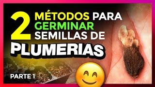 GERMINAR SEMILLAS de PLUMERIA - 2 métodos (PARTE 1)