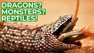 Wildlife - Just Reptiles | Free Documentary Nature