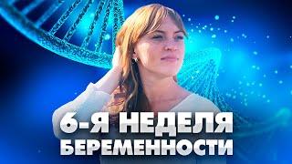 6 недель беременности. Советы по наблюдению от акушер-гинеколога.