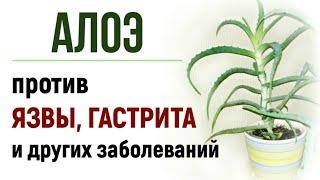 Лечебные свойства алоэ. Рецепт против язвы и гастрита.