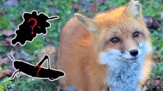 What did they eat? | Ep 1: Red Fox (Vulpes vulpes)