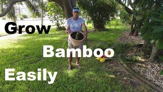 Get Some Bamboo in Your Life, Start With A Clumping Variety