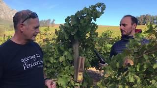 Wine Tasting #12 - Delheim Edelspatz Noble Late Harvest 2019 - #delheimathome