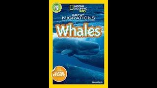 Nat Geo Kids: Great Migrations  Whales