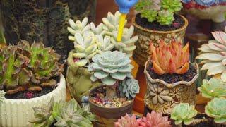 Repot Mini and Super Old Succulents (with ID) // Joy Garden Succulent