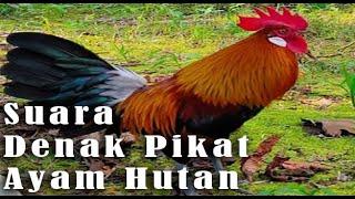 HD Suara Denak Ayam Hutan Jelas dan Nyaring!! mp3