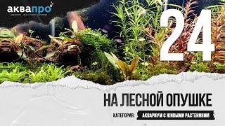 24. На лесной опушке. Аквариум с живыми растениями