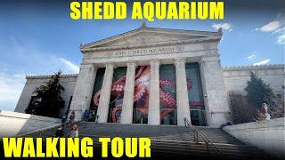 Shedd Aquarium Chicago - Walking Tour - Full Walkthrough  - 4K