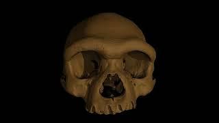 A Virtual Reconstruction of a New Homo species, H. longi.