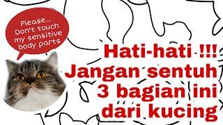 3 Bagian Tubuh Kucing yang Tidak Suka Dielus #story30 (Gembul Family)