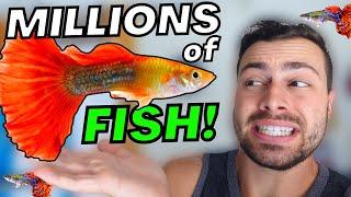 How I Accidentally Bred Thousands of THIS FISH!