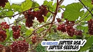 JENIS ANGGUR JUPITER TANPA BIJI - JUPITER USA - JUPITER SEEDLESS - ANGGUR SUPER GENJAH