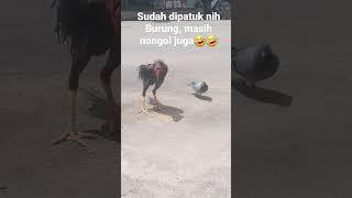 burung bandel, nekat mau ngambil makanan si ayam