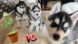 Husky Family hate talking cactus  | dog can talk 281 | cheeni ke puppy | Review reloaded