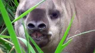 TAPIR (TAPIRUS TERRESTRIS), ANTA-BRASILEIRA, ANTA Grazing grass, Animal of aquatic niches.