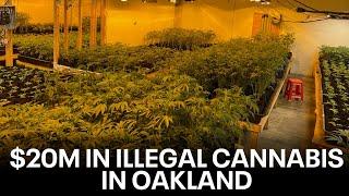 CHP finds massive illegal cannabis operation in Oakland | KTVU