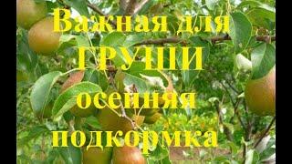 Важная подкормка груши осенью для будущего урожая!