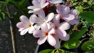 Como reproducir la planta plumeria.