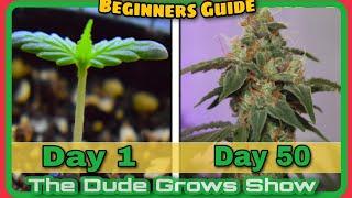 2023 Growing From Cannabis Seedling to Harvest  - The Dude Grows Show 1,462