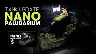 Nano Paludarium for Vampire Crabs - Tank update