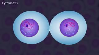 Mitosis and the Cell Cycle Animation