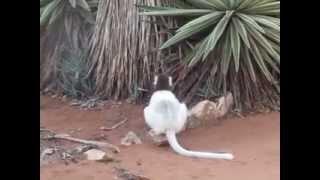 White sifakas (Propithecus verreauxi) from the South-East Madagascar//Белые сифаки (Хохлатые индри)