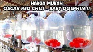 HARGA MURAH OSCAR RED CHILI - BABY DOLPHIN‼️PASAR IKAN HIAS PARUNG‼️