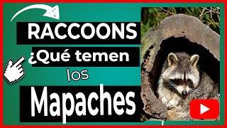  RACCOONS ¿Sabías a qué le temen los MAPACHES? La respuesta te sorprenderá