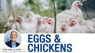 Eggs & Chickens - The Real Impact Of Eating Eggs