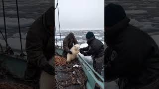 ‍️ Tiny Polar Bear's Heartwarming Rescue!  #PolarBearRescue #WildlifeConservation #ArcticAnimals