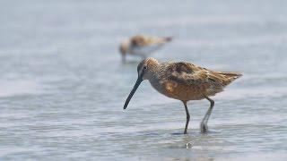 Long-billed dowitcher חרטומנית ארוכת מקור