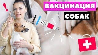 ВАКЦИНАЦИЯ СОБАК | ДЕЛАЕМ ПРИВИВКИ: график прививок, выбор вакцины, подготовка и карантин