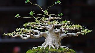 Inspirasi bonsai sancang small prospek